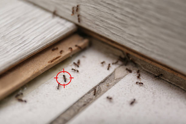 Best Cockroach Control Services  in Chamberlayne, VA