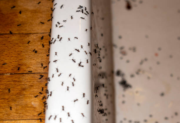 Best Bird Control  in Chamberlayne, VA